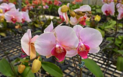 Sanyi Orchid Garden: A Floral Wonderland in Fraser Hill