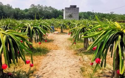 5 Irresistible Reasons to Buy Now Dragon Fruit in Sepang
