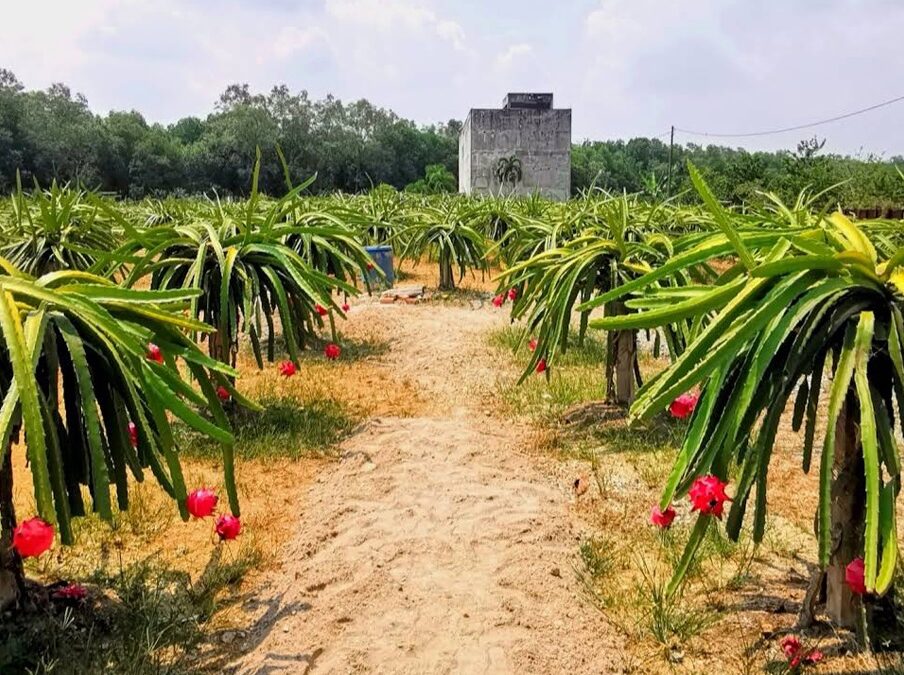 5 Irresistible Reasons to Buy Now Dragon Fruit in Sepang